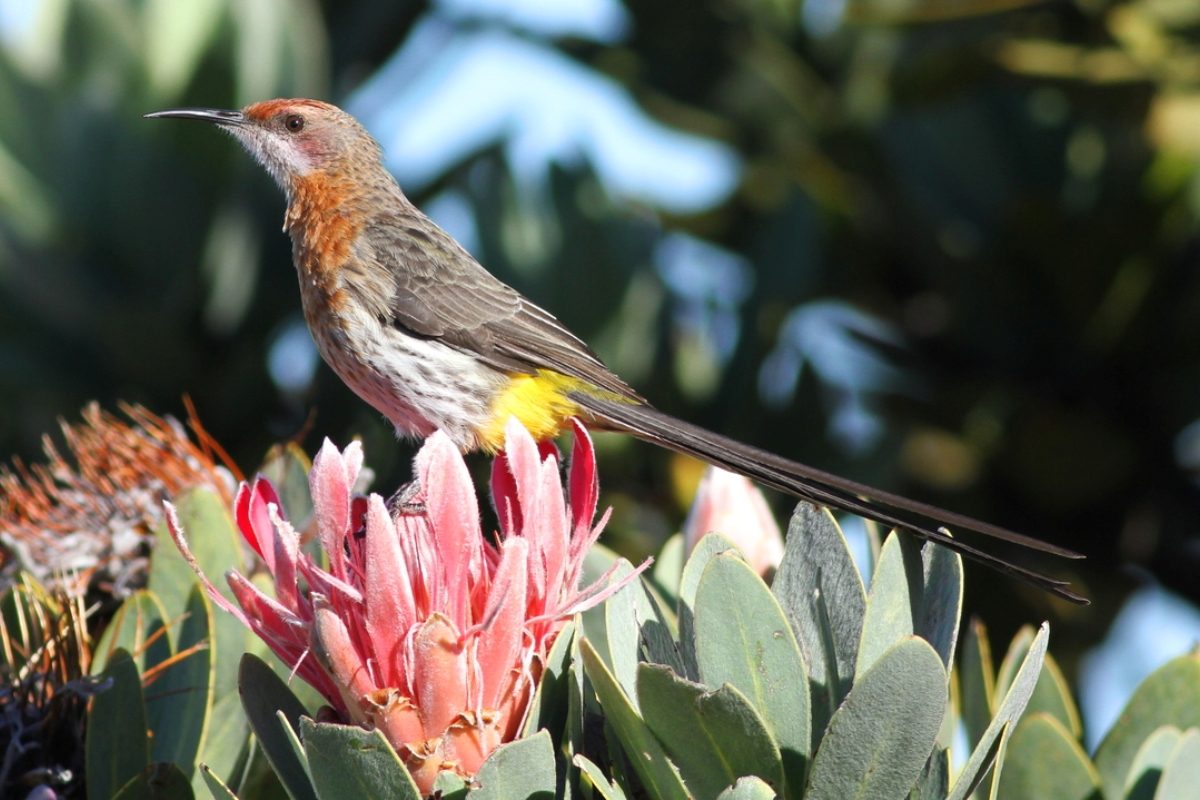Gurney's Sugarbird